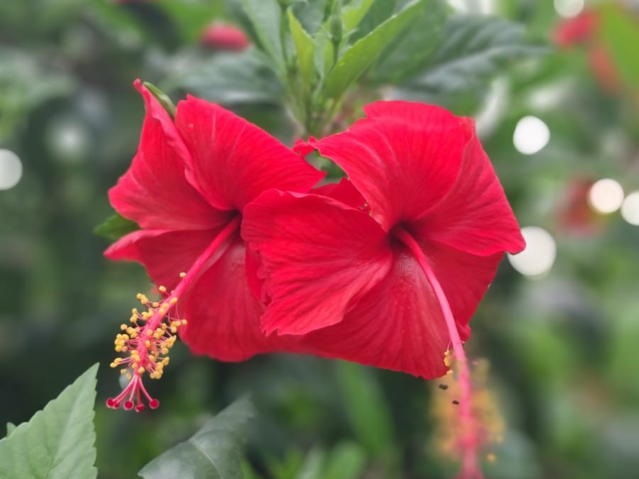Puja Flowers in Darbhanga