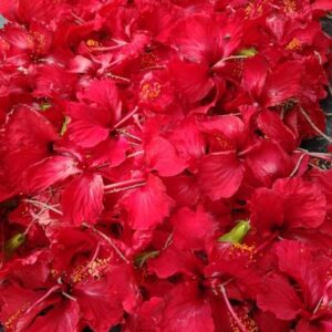 arhul-flowers-darbhanga